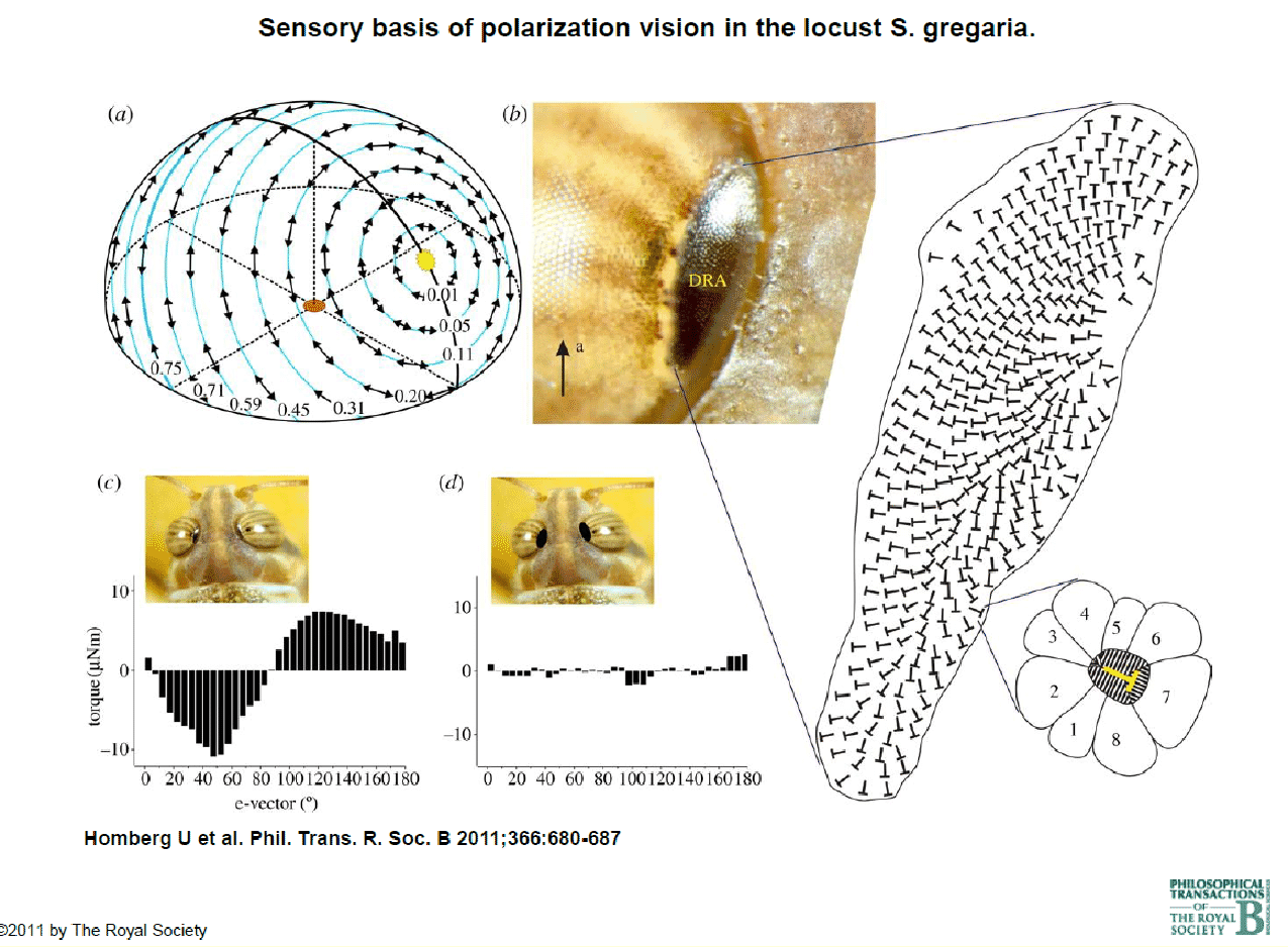 LectSet 1- Light propagation - spatial-ss1_19.gif