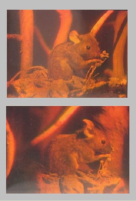 LectSet 1- Light propagation - spatial-ss1_48.gif